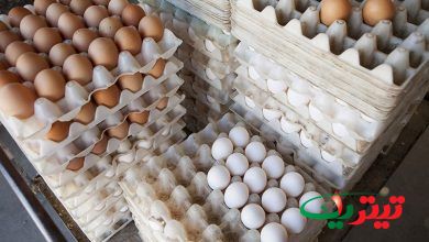 صادرات تخم مرغ متوقف شد، رئیس هیات مدیره اتحادیه مرغ تخم گذار استان تهران گفت: میزان صادرات تخم مرغ آنچنان جزئی است که نمی توان نام صادرات بر آن نهاد و می توان گفت که صادرات عملا متوقف شده است.
