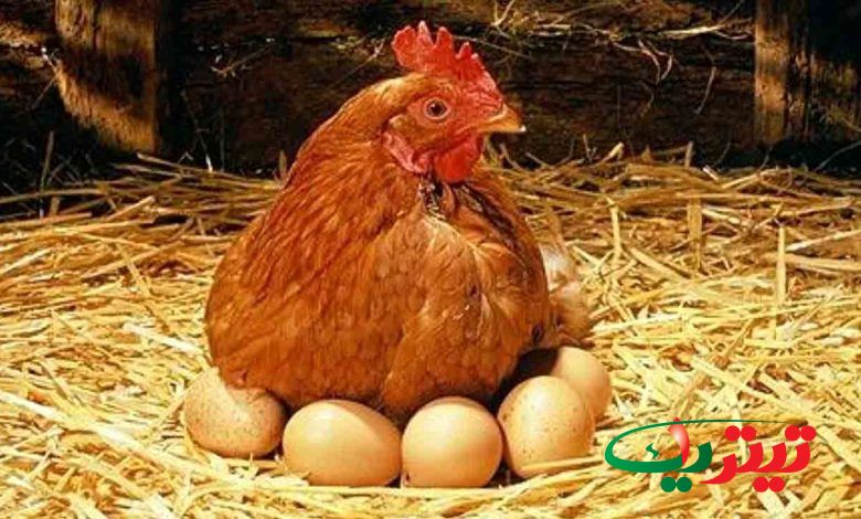 آیا می دانید که جوجه‌ ها چطور در تخم مرغ نفس می‌کشند؟