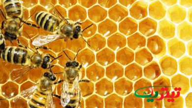 به گزارش پایگاه خبری تیتر یک آنلاین به نقل از اخبار سبز کشاورزی، حال پرسش آن است که قبل از حضور زنبورها، گرده‌افشانی گیاهان به چه شکلی انجام می‌گرفته است؟