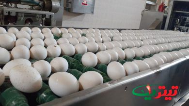 به گزارش تیتر یک آنلاین به نقل از فارس، قیمت تخم مرغ در روزهای اخیر افزایش یافته و بیشتر از قیمتی که وزارت جهاد کشاورزی تعیین کرده عرضه می شود
