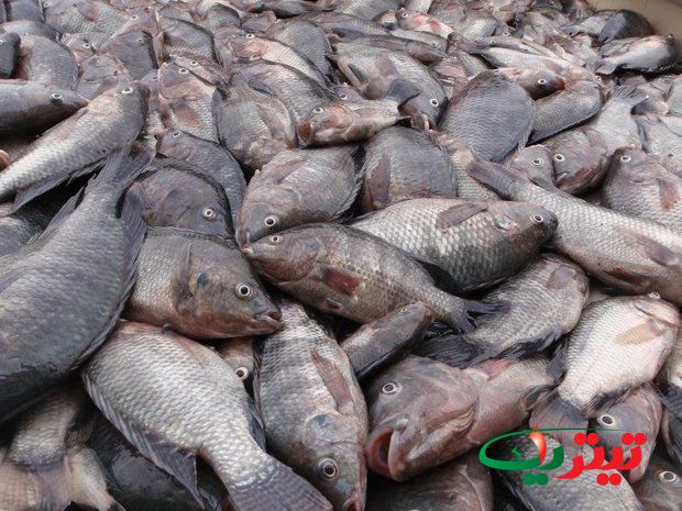 به گزارش تیتر یک آنلاین به نقل از مهر، در حالی که ۱۴۰ کشور دنیا به سمت تولید ماهی تیلاپیا رفته‌اند؛ سازمان حفاظت محیط زیست همچنان مانع پرورش ماهی تیلاپیا در ایران و اشتغالزایی در این زمینه شده است