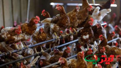 به گزارش تیتر یک آنلاین به نقل از ایسنا، شیوع شدیدآنفلوآنزای پرندگان در ایالات‌متحده و فرانسه باعث کاهش عرضه جهانی تخم‌مرغ و افزایش قیمت موادغذایی شده است