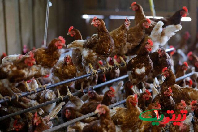 به گزارش تیتر یک آنلاین به نقل از ایسنا، شیوع شدیدآنفلوآنزای پرندگان در ایالات‌متحده و فرانسه باعث کاهش عرضه جهانی تخم‌مرغ و افزایش قیمت موادغذایی شده است