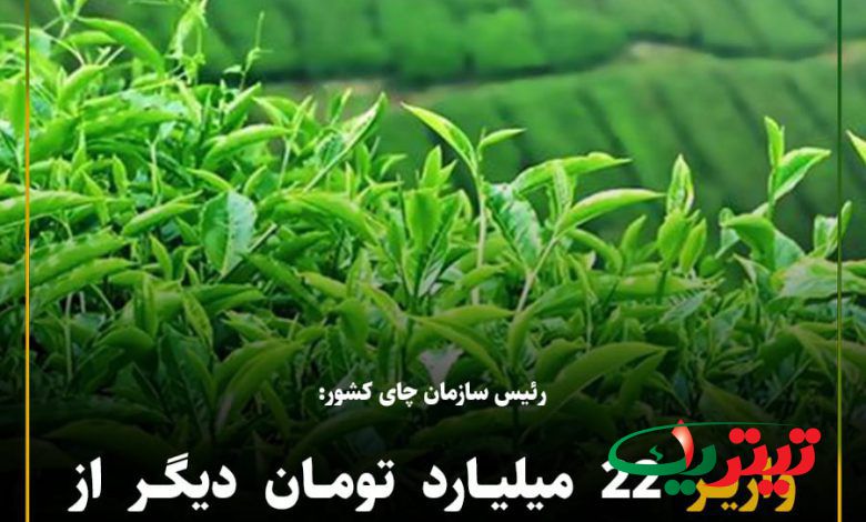 به گزارش پایگاه خبری تیتر یک آنلاین به نقل از وزارت جهاد کشاورزی: تا به امروز۹۰ هزار و ۱۱۰ تن برگ سبز چای به مبلغ ۷۵۷ میلیارد تومان خریداری شده است.