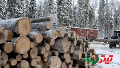 به گزارش پایگاه خبری تیتر یک آنلاین، معصومه حیدری، عضو هیئت مدیره اتاق مشترک ایران و روسیه درباره واردات چوب از روسیه گفت: جنگل‌های روسیه ۱۷ میلیون متر مکعب وسعت دارد که می‌توان از این ظرفیت برای واردات چوب به ایران استفاده کرد.