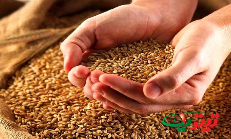 به گزارش تیتر یک آنلاین ، مدیرعامل شرکت بازرگانی دولتی ایران در این‌باره گفت: تلاش حداکثری ما این است تا گندم مورد نیاز کشور از محل تولیدات داخلی خریداری شود و برای تحویل محصول از گندمکاران، سازوکار‌های لازم فراهم شده است تا در خدمت کشاورزان عزیز باشیم.