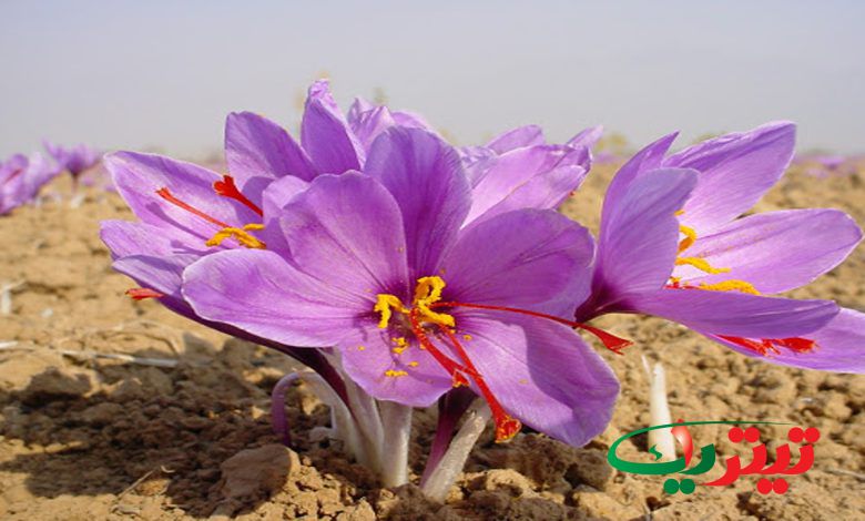 به گزارش تیتر یک آنلاین، تغییرات اقلیمی، تولید زعفران را در ایران کاهش داده و سبب کاهش ذخایر زعفران در انبارها شده است.